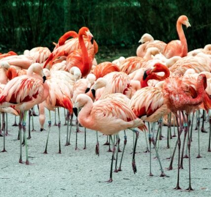 Photo Flamingo flock