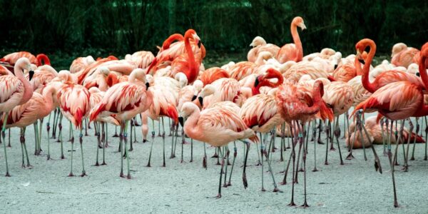 Photo Flamingo flock