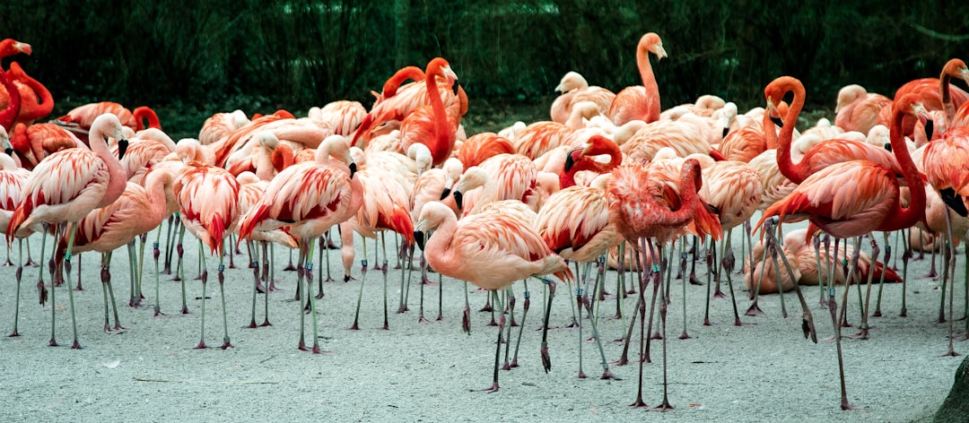 Photo Flamingo flock