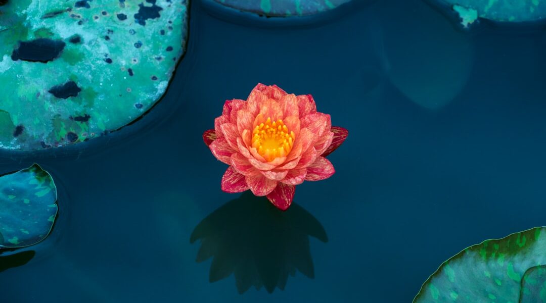 Photo Lotus flower