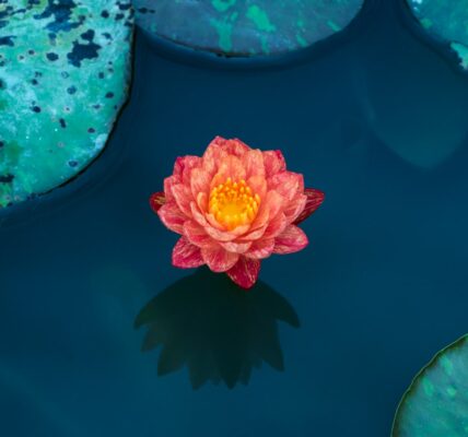 Photo Lotus flower