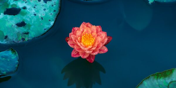 Photo Lotus flower