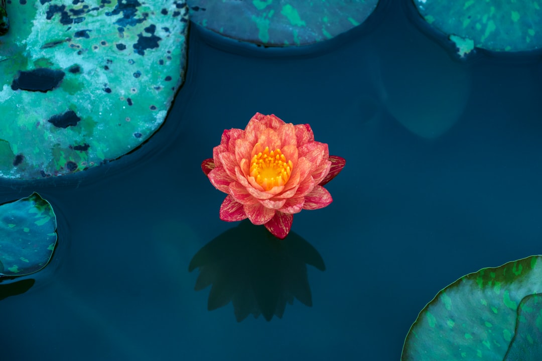 Photo Lotus flower