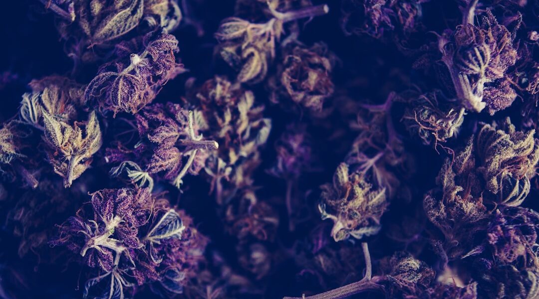 Photo Hightalian Rosin: Cannabis Extract