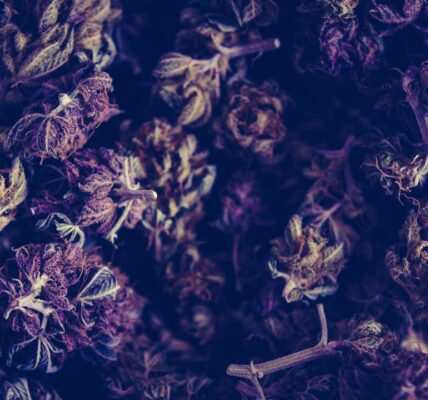 Photo Hightalian Rosin: Cannabis Extract