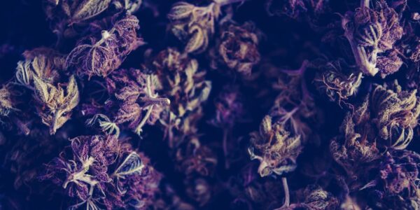Photo Hightalian Rosin: Cannabis Extract