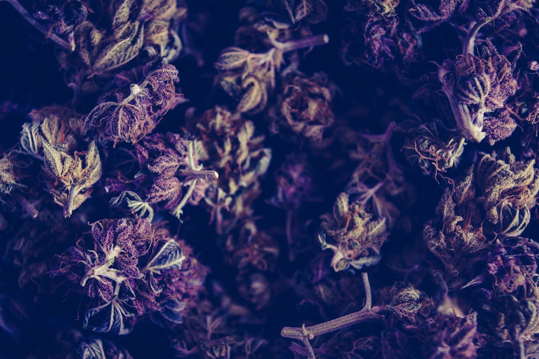 Photo Hightalian Rosin: Cannabis Extract